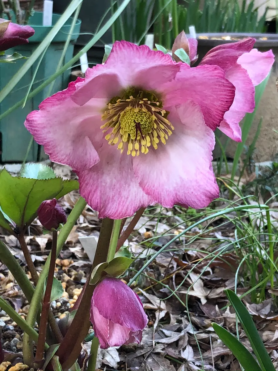 ニゲル系交配種ウィンタービーナス開「クリスマスローズ2020」の