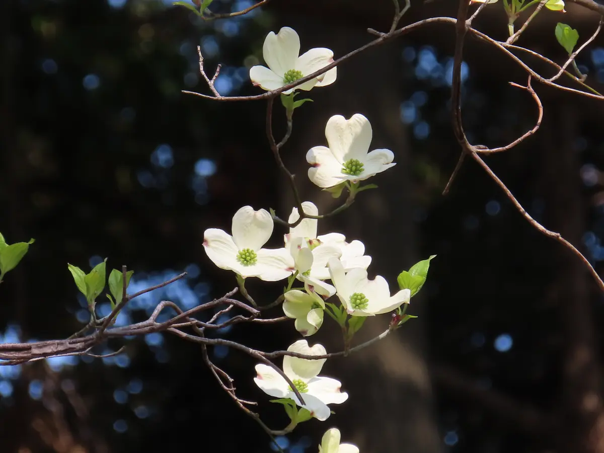 ハナミズキ❗花言葉?[私の想いを受け...「ボカボカ陽気パチリ?」の 