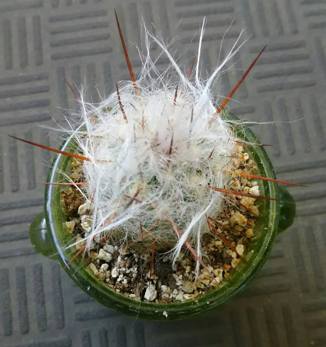 オレオセレウス ライオン錦 鶴仙園