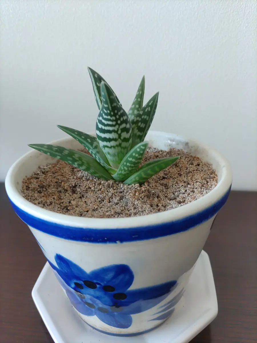 アロエ 千代田錦♪「室内の植物🌵🌿🍀」のアルバム-みんなの趣味の園芸