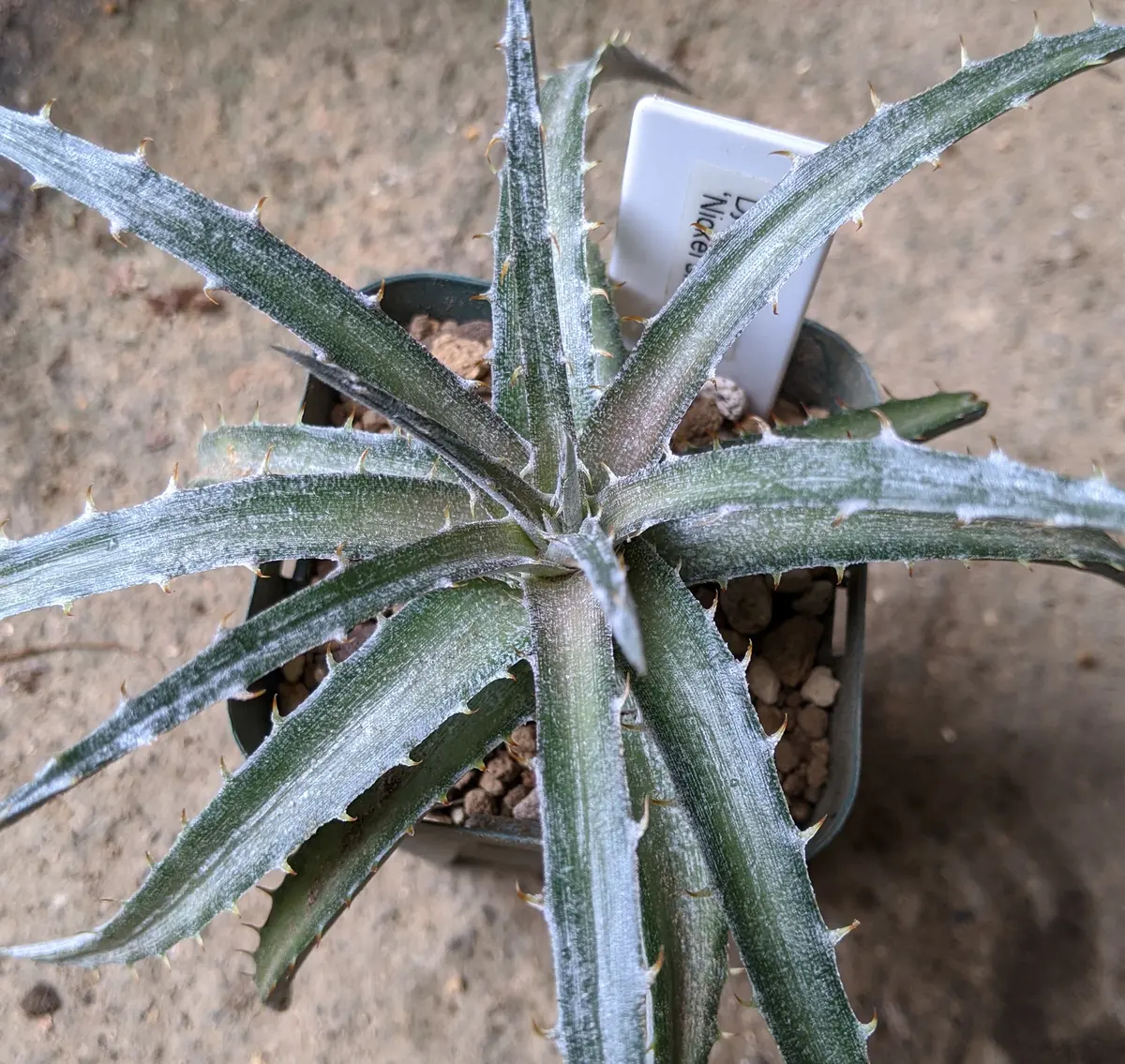 ディッキア・ニッケルシルバー。「多肉植物」のアルバム-みんなの趣味