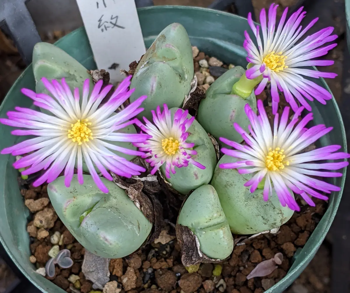 レア】コノフィツム コノフィツム・ウェツテイニー 紫花 大型株