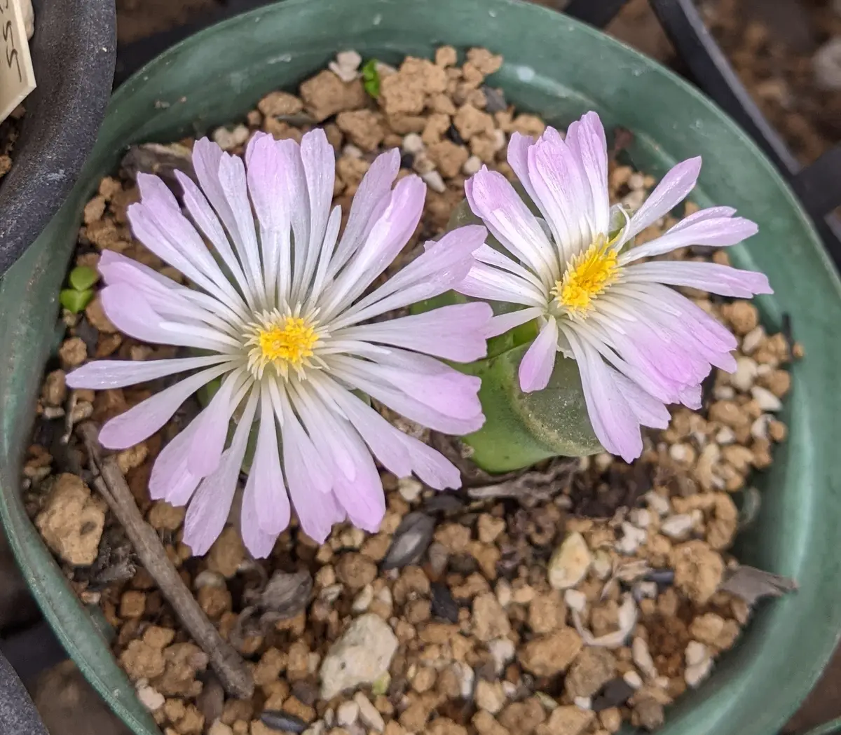 オフタルモ系のコノフィツム。「多肉植物」のアルバム-みんなの