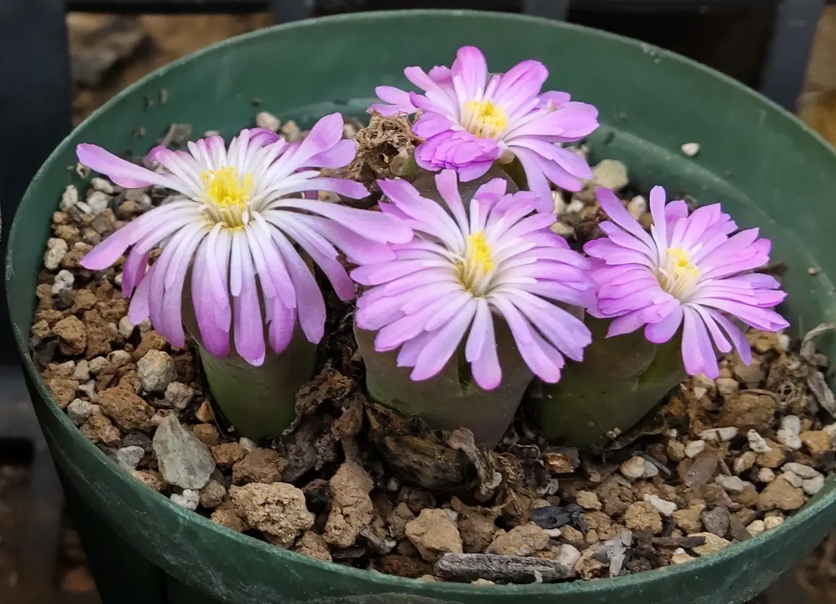 ピンクのコノフィツム（オフタルモ系）「多肉植物」のアルバム