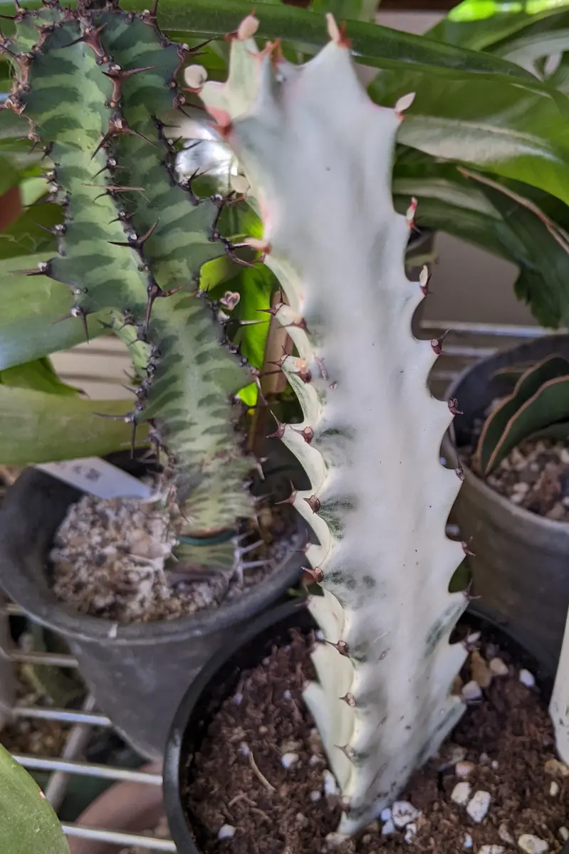 ユーフォルビア・ホワイトゴースト。真...「多肉植物」のアルバム 