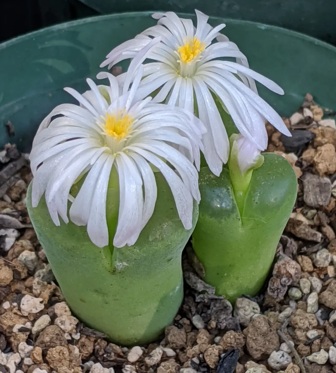 オフタルモ系コノフィツム・ロングム。「多肉植物」のアルバム