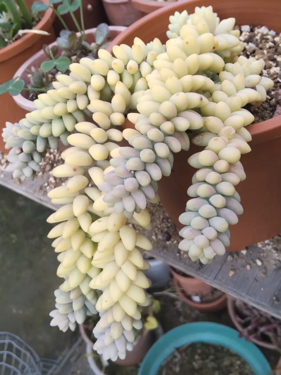 セダム・新玉つづり（ビアホップ）。「多肉植物」のアルバム-みんなの