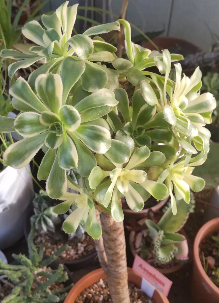 アエオニウム「艶日傘」。「多肉植物」のアルバム-みんなの趣味の園芸