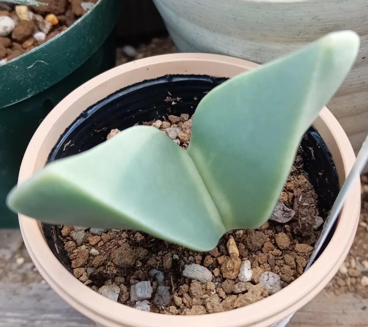 コノフィツム・へレアンサス（別名・翼「多肉植物」のアルバム