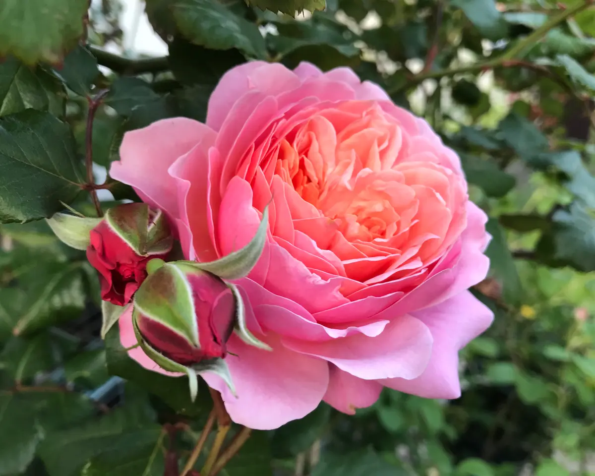 プリP.J.ルドゥーテが開花しました。フ「バラ2020」の