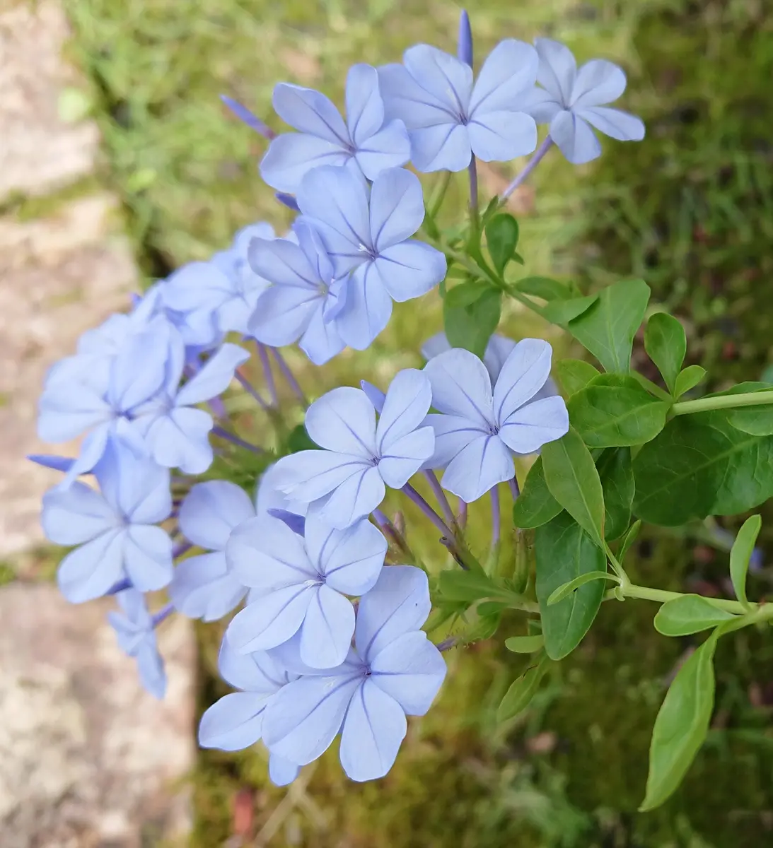 ルリマツリ（プルンバゴ）の写真-みんなの趣味の園芸1155626