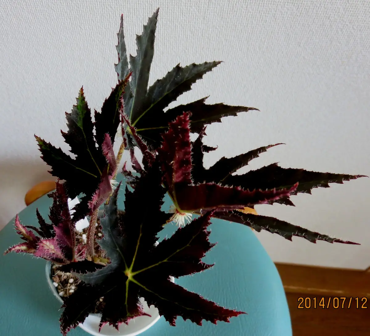 クロモミジ（黒紅葉）【Kuromomiji】「観葉ベゴニア （根茎性