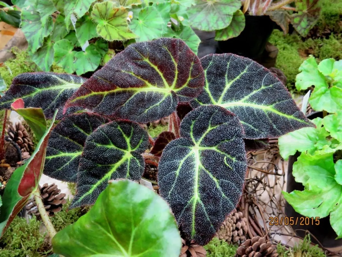 専用Begonia decora ベゴニア　デコラ ❣️原種 根茎性ベゴニア“デコラ”【decora(sp)】「観葉ベゴニア （根茎性