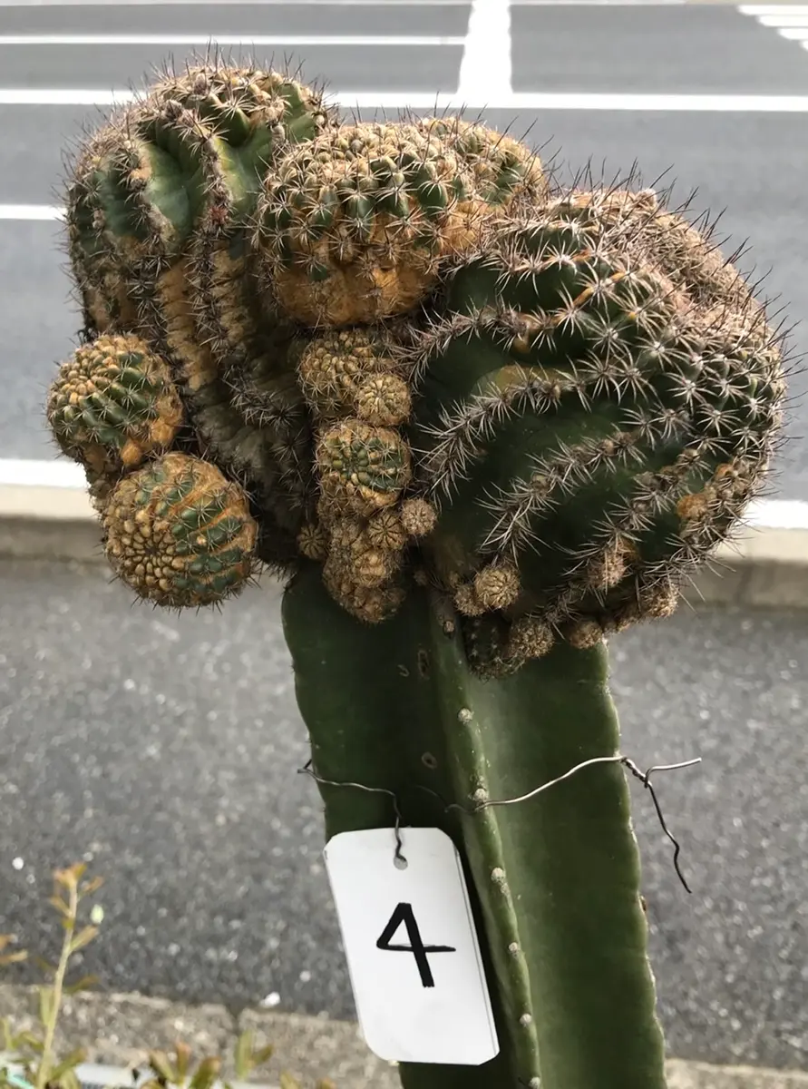 柱の4 シュガーホワイト×湘陽丸 「鬼面角(ヤマカル柱)の大木での