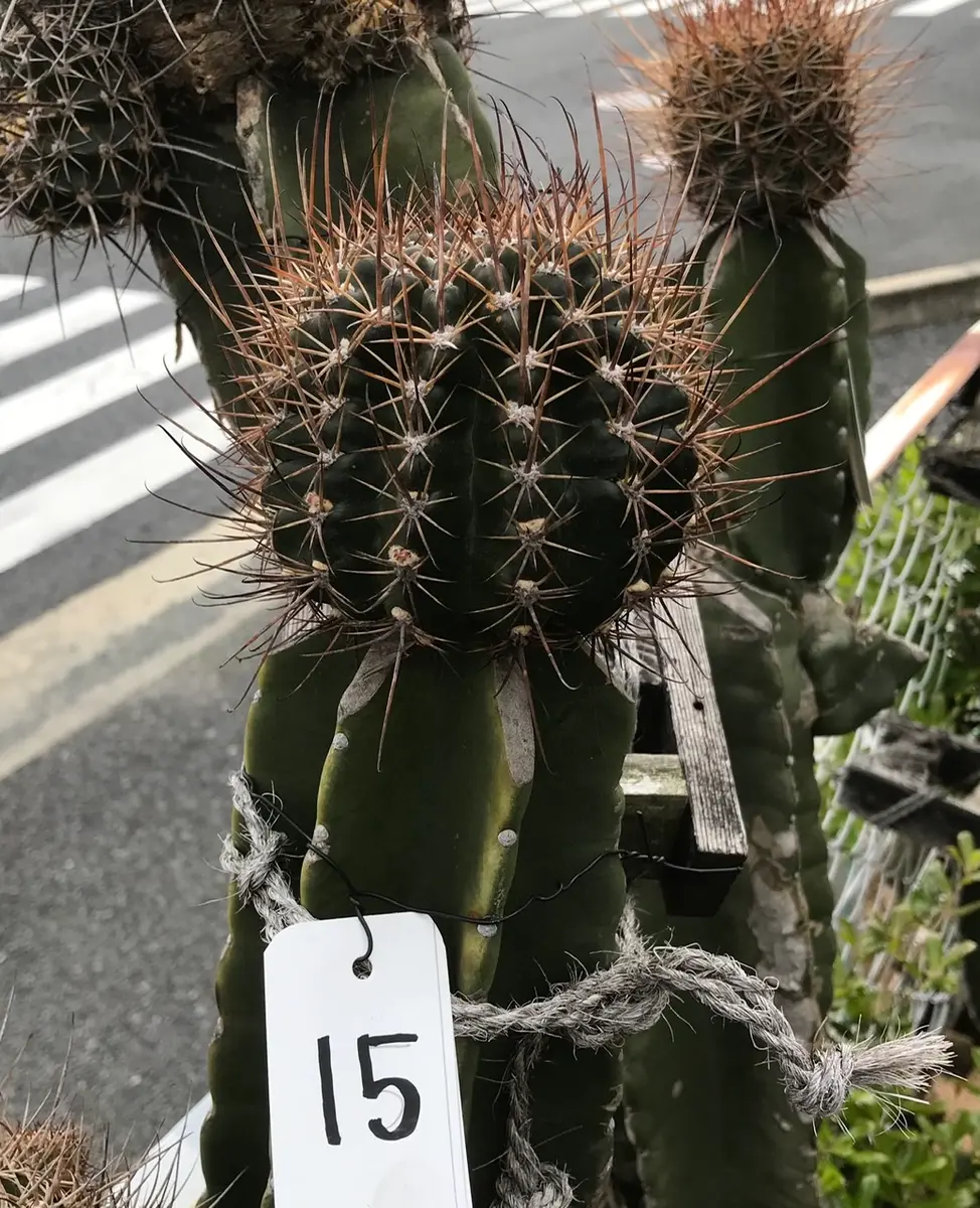 柱の15 このタイプのサボテンはダニ「鬼面角(ヤマカル柱)の大木での