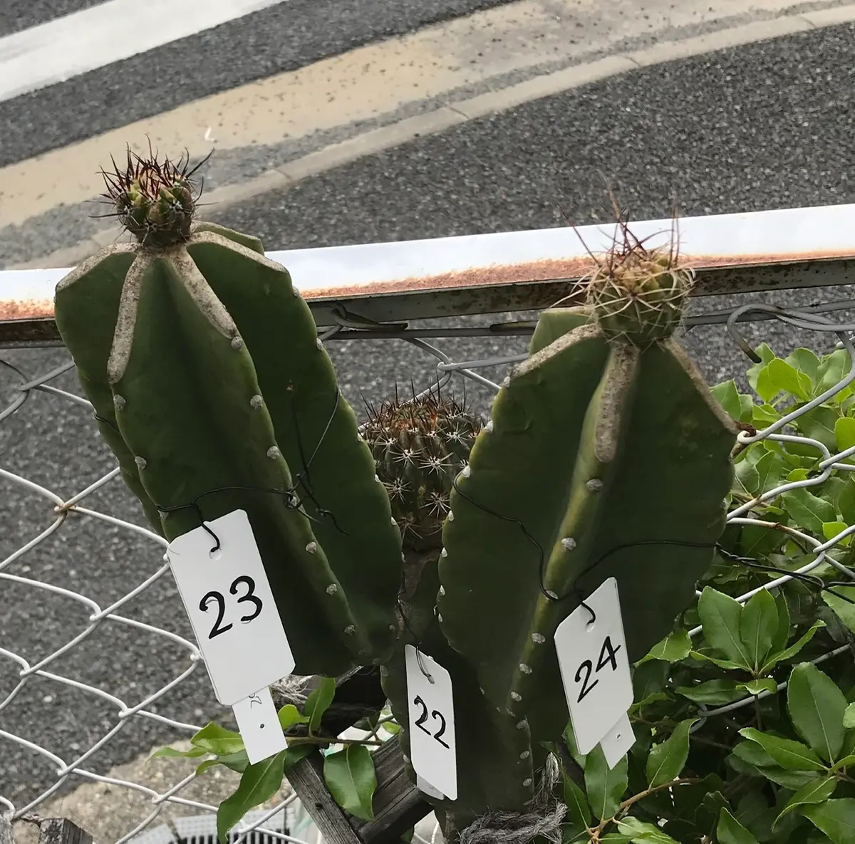 柱の22、23、24 22は今年は花が咲く「鬼面角(ヤマカル柱)の大木での