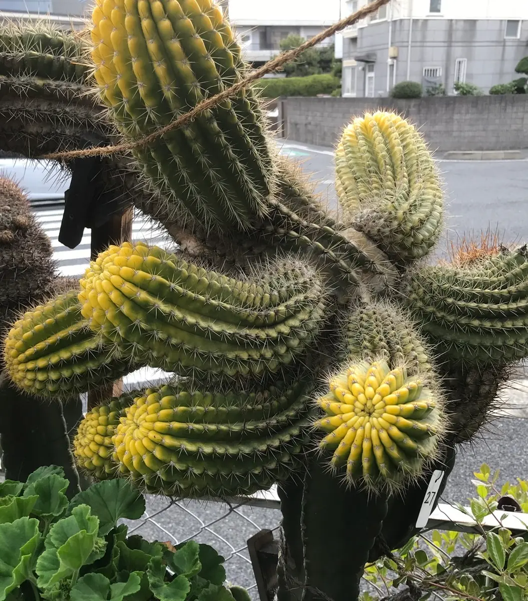 柱の28 この巨大なサボテンは斑入り「鬼面角(ヤマカル柱)の大木での