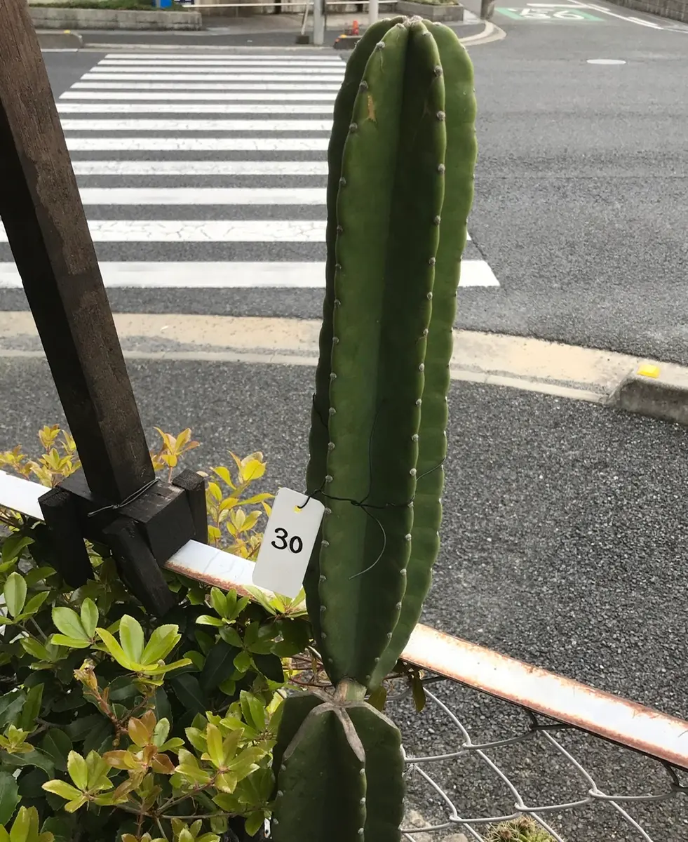 柱の30 これも今年接木予定の台木で「鬼面角(ヤマカル柱)の大木での