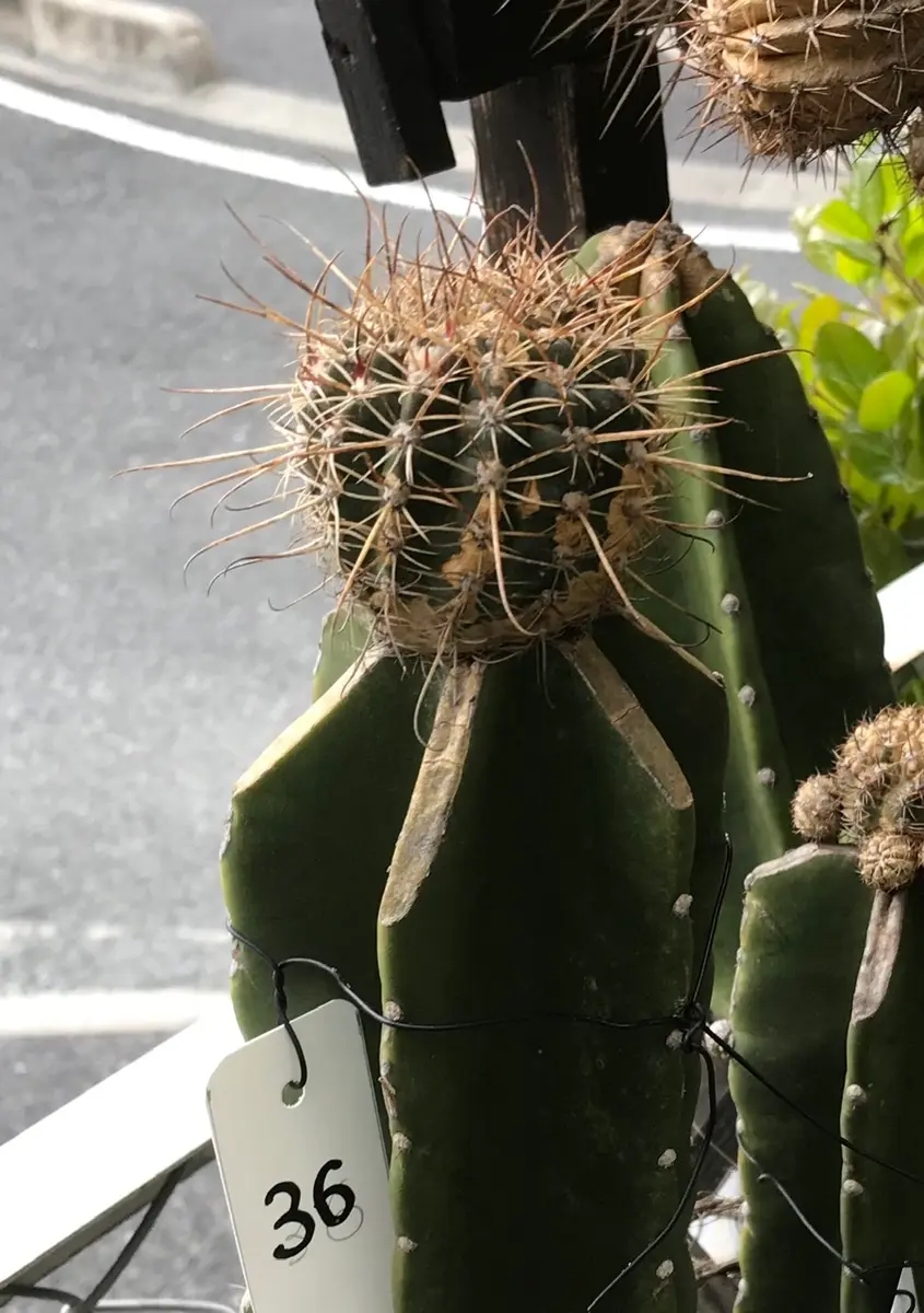 柱の35 去年一輪だけ咲いたサボテン「鬼面角(ヤマカル柱)の大木での