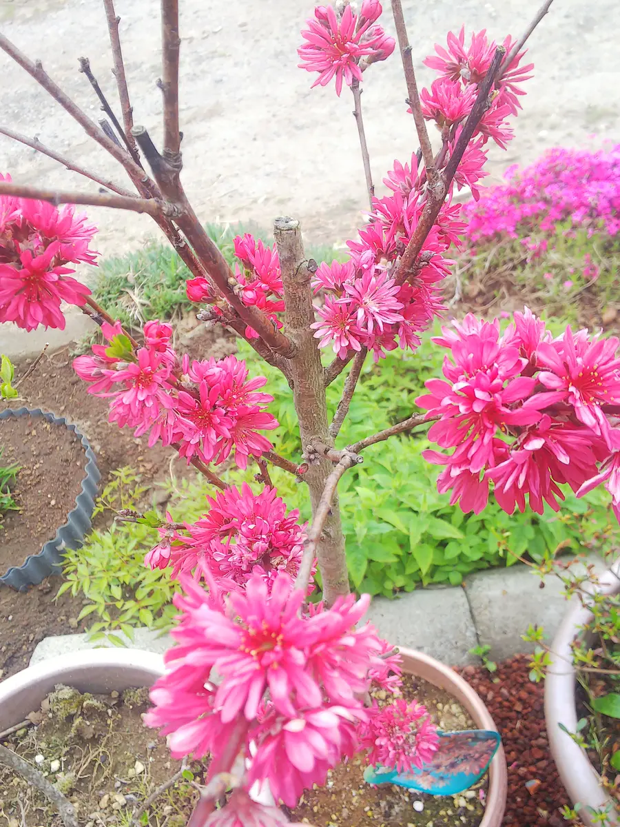 京舞妓 紅菊桃 苗木 京舞妓 紅菊桃 苗木