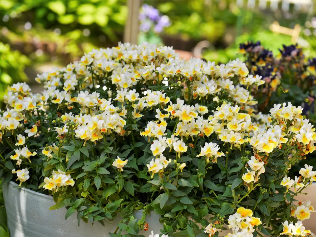 ネメシア・レモンスカッシュ。たくさん「我が家の花たち」の