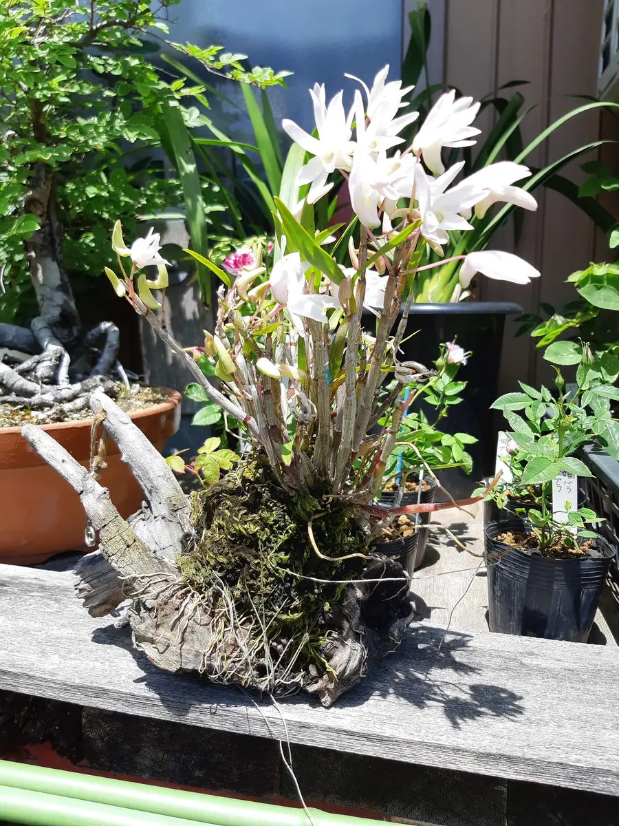 セッコク 流木付けにしてみました。「鉢植えガーデン」のアルバム