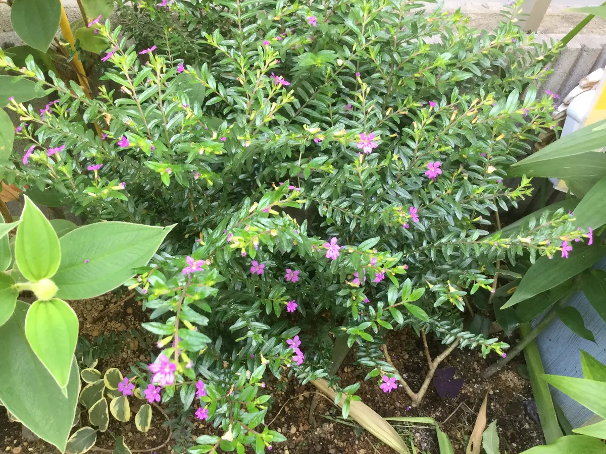 サザンクロスは丈夫で花が途切れないで「小さな庭」の