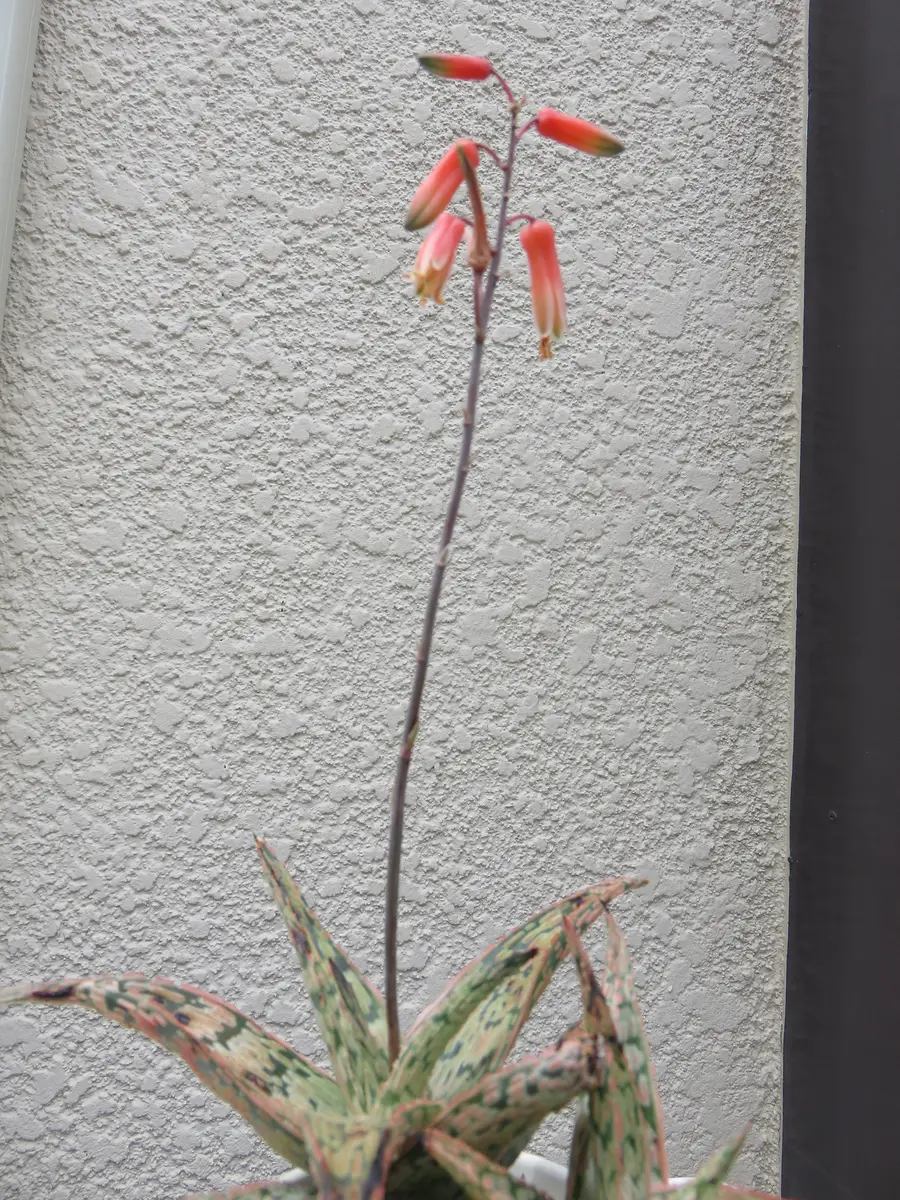 小さな可愛いオレンジ色の花が咲きまし「多肉植物の花たち」の