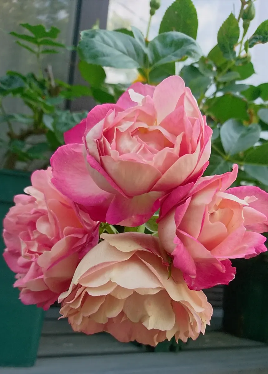 アクロポリスロマンティカすごく花持ち「バラ🌹」のアルバム