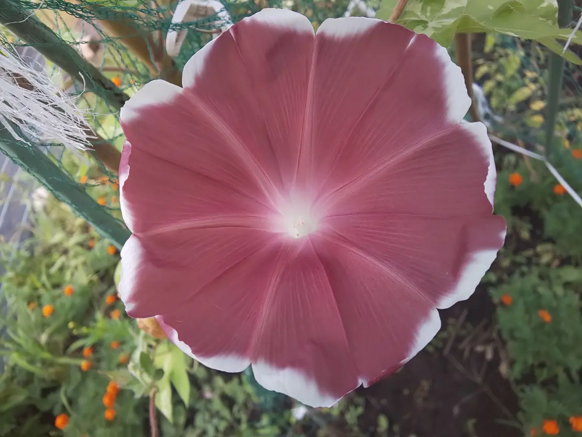 朝顔暁の夢小振りだけどきれいに開き...「我が家の花たち」のアルバム 