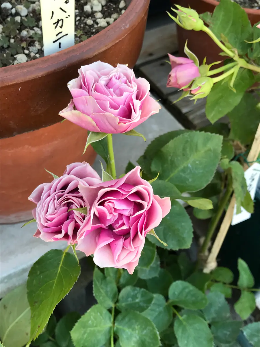 レンガ調タイル(名前 うさぎ)デコパージュ　薔薇　ローズ　ラビット　名前タイル ショウゴエレガン假屋崎省吾さんの名前「もっと薔薇を🌹」の