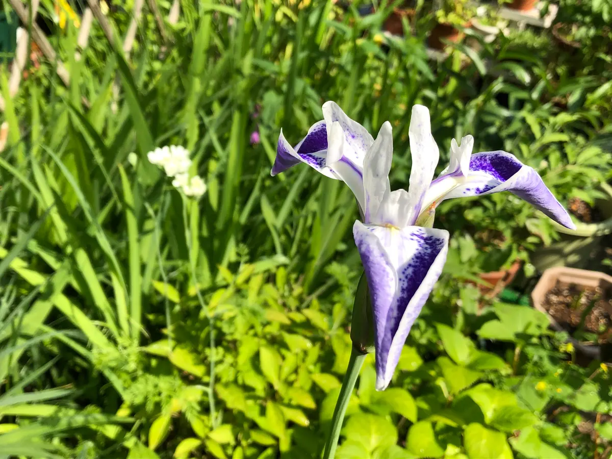カキツバタ雲井の鶴「五月の花便り」のアルバム-みんなの趣味の園芸1097455