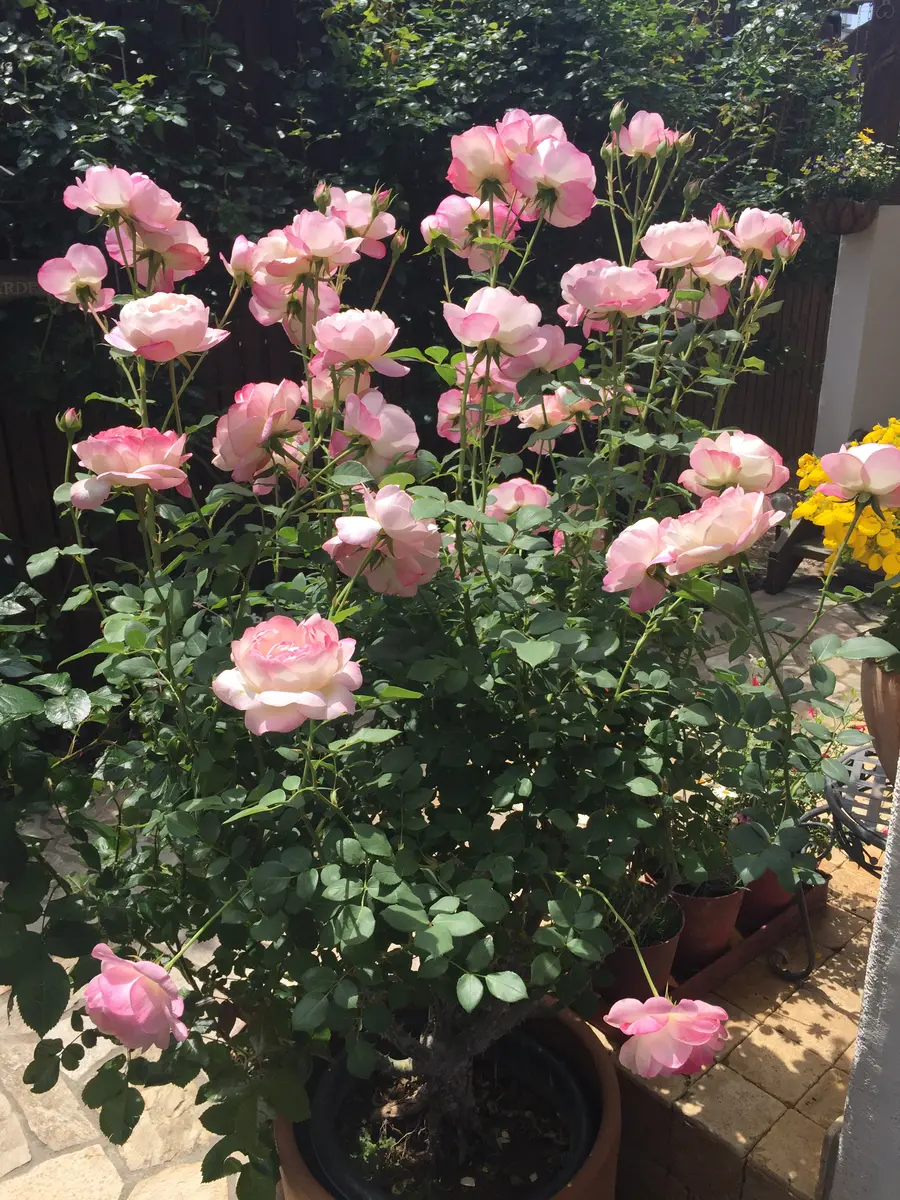 ストロベリーマカロン「薔薇」のアルバム-みんなの趣味の園芸1099308