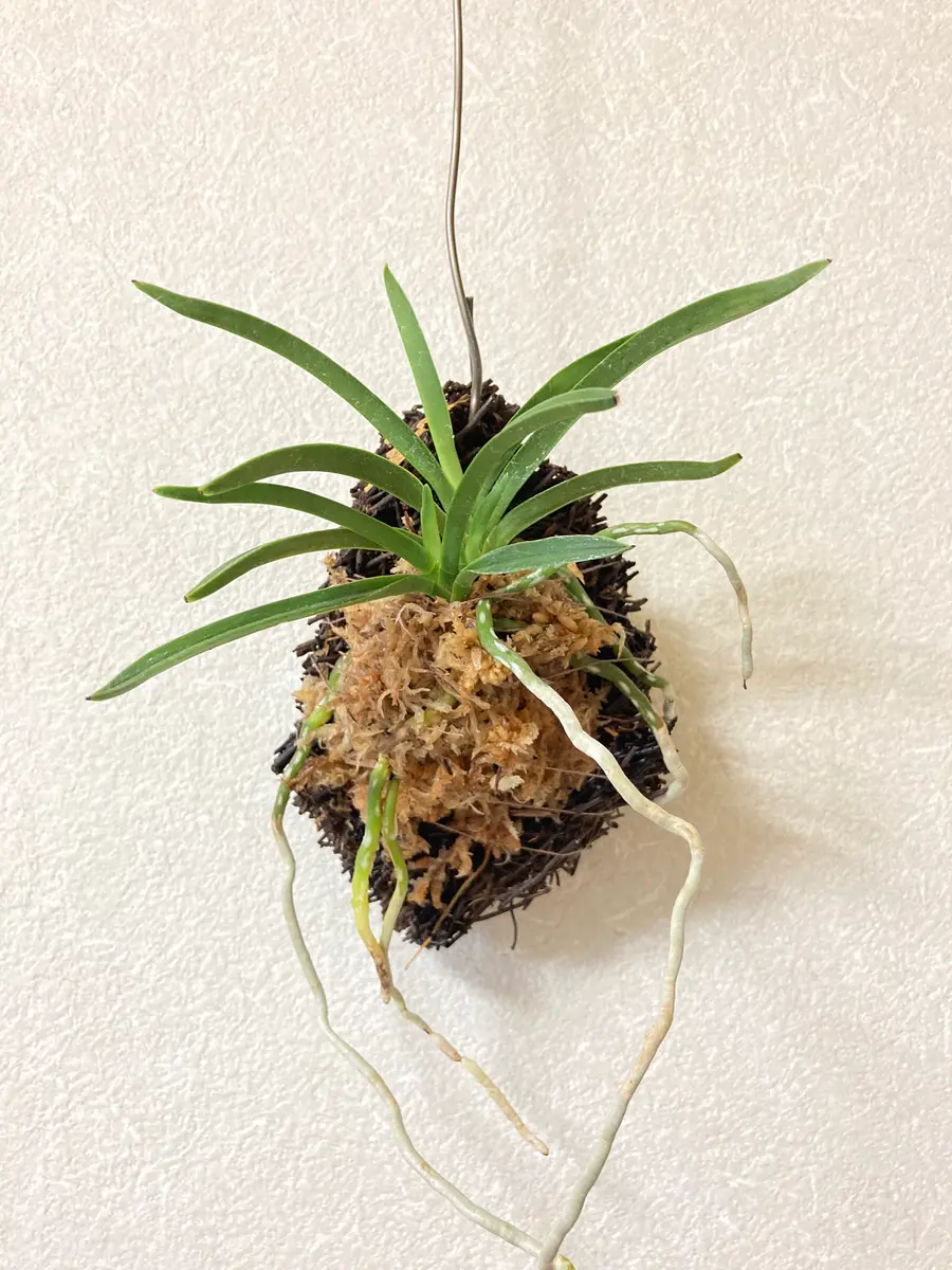 小豆島風蘭へご付け 風蘭を株分けしてヘゴ板に付けてみました「ランの部屋」のアルバム