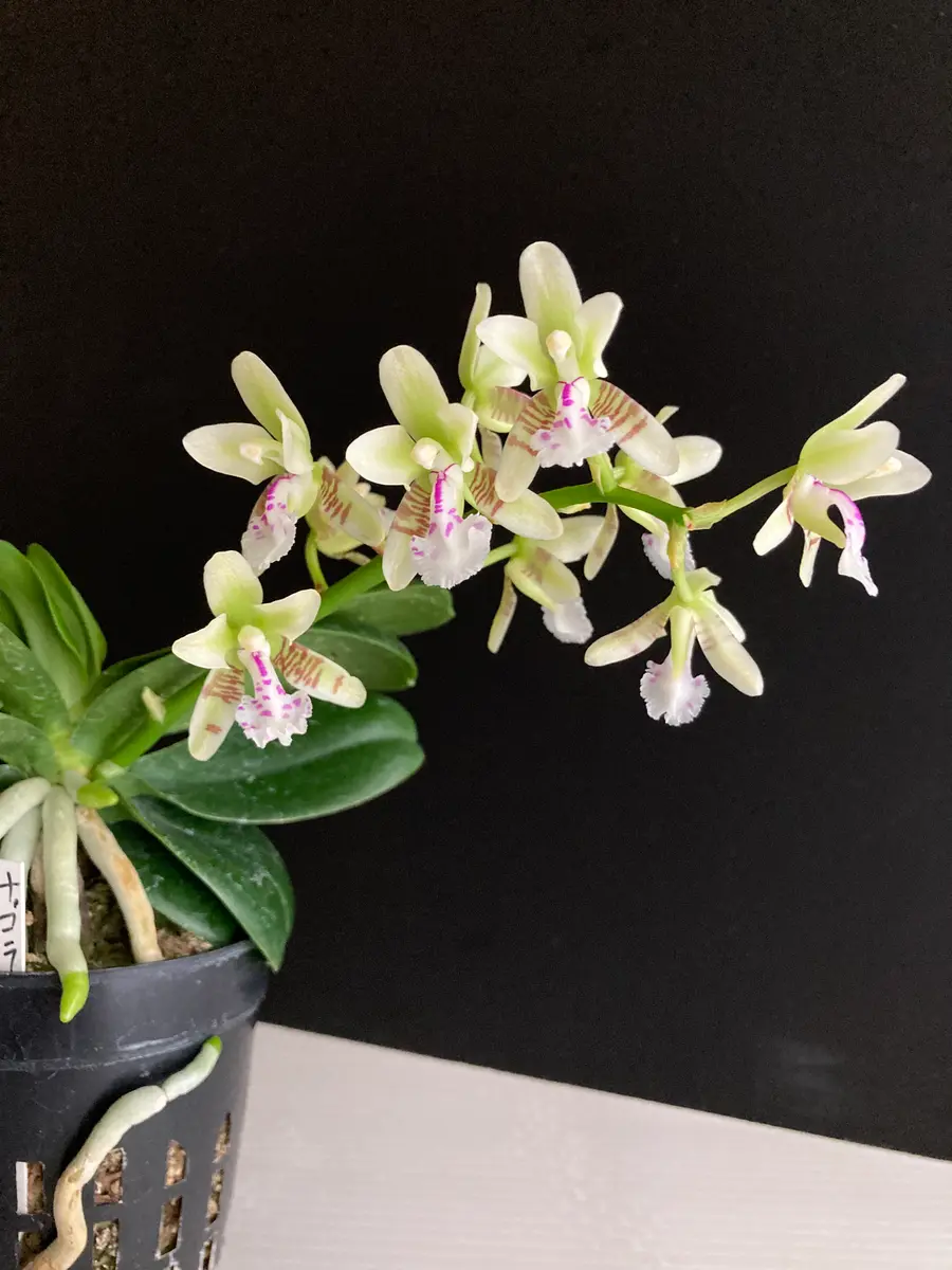 ナゴラン明丸爽やかな香りです「ランの部屋」のアルバム-みんなの趣味