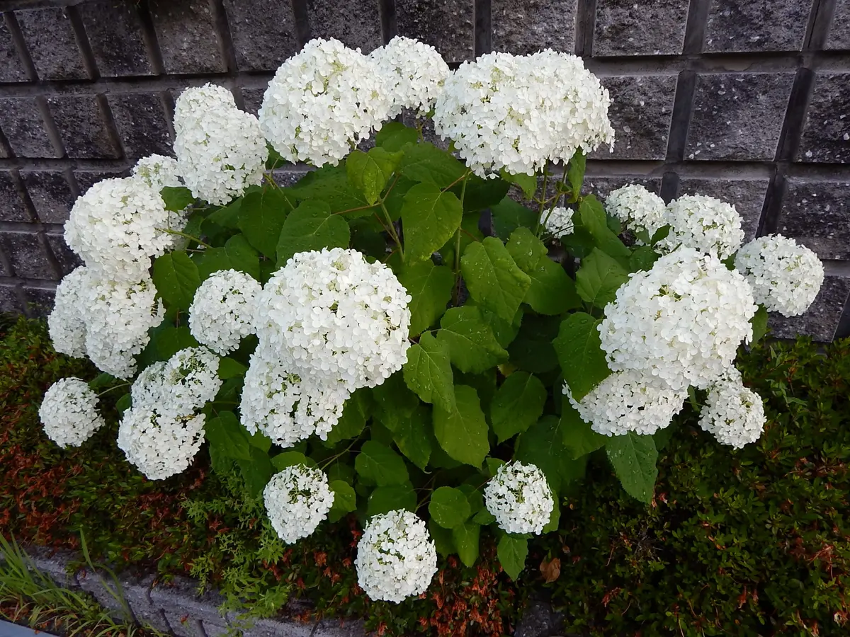 アナベル、挿し木で二年目です。「あじさい」のアルバム-みんなの趣味