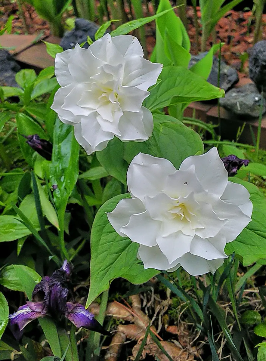 山野草 濃色八重咲きシラネアオイ 実生4年3個とコジマエンレイソウ2個