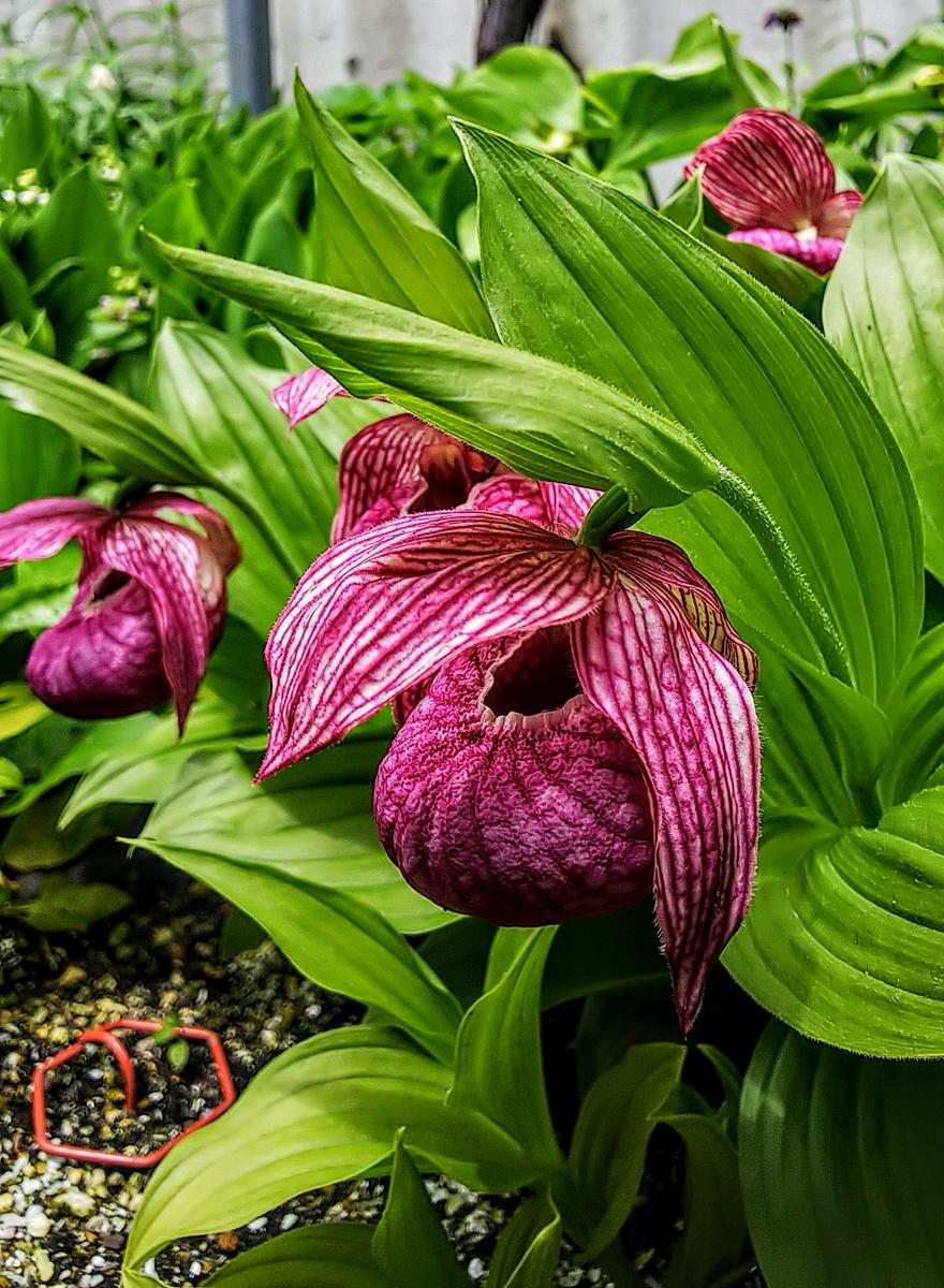 アツモリソウ函館🌿山野草の庭🥀2020｜アルバム写真-みんなの趣味の