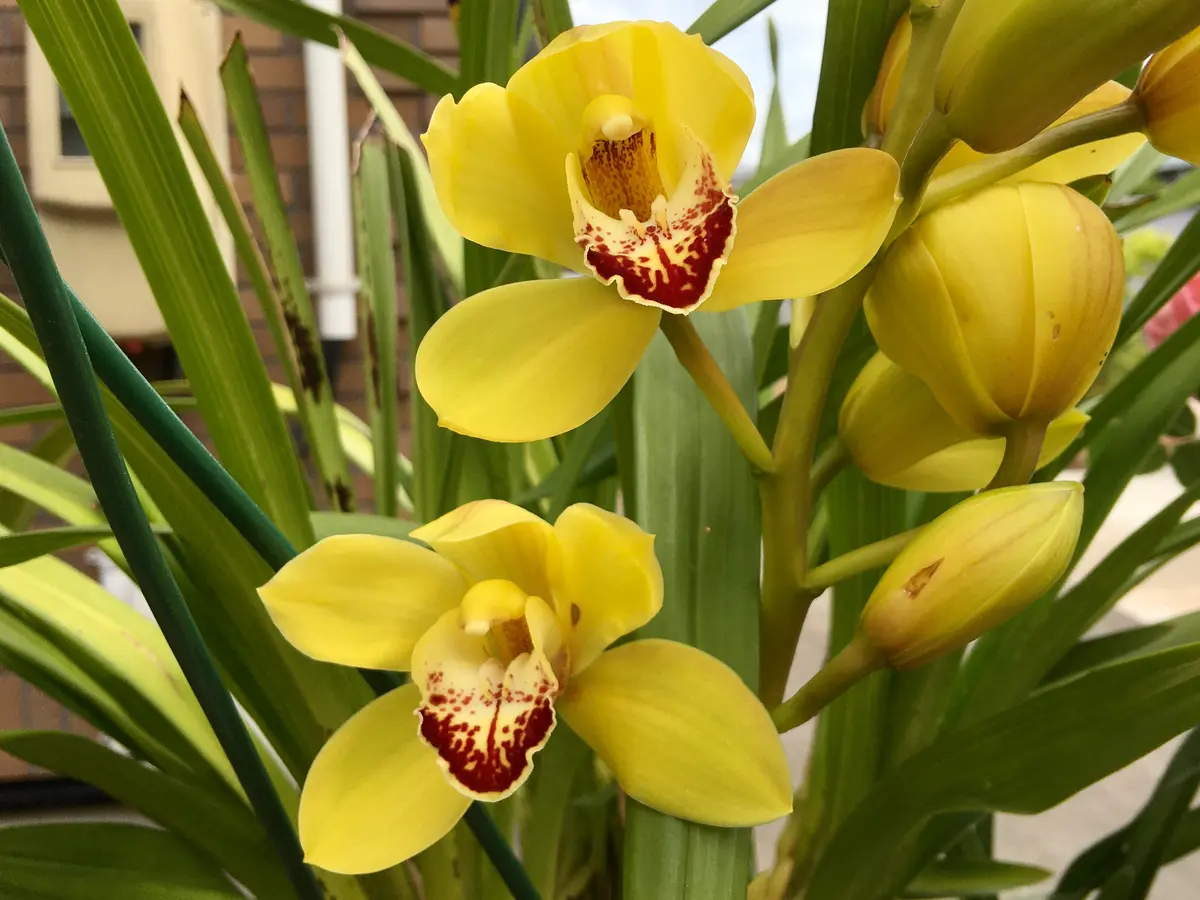 シンビジウムゴールドラッシュ「うちの庭の花🌼2020」のアルバム