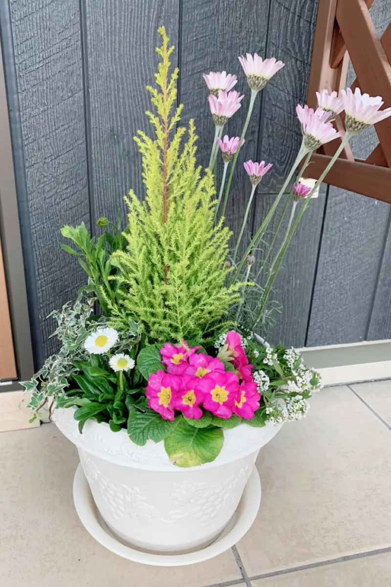 ケヤキ　　（寄せ植え)　撮影日2023,10,26日（15～20枚目) 初めて寄せ植えに挑戦しました！可愛い「寄せ植え集」のアルバム
