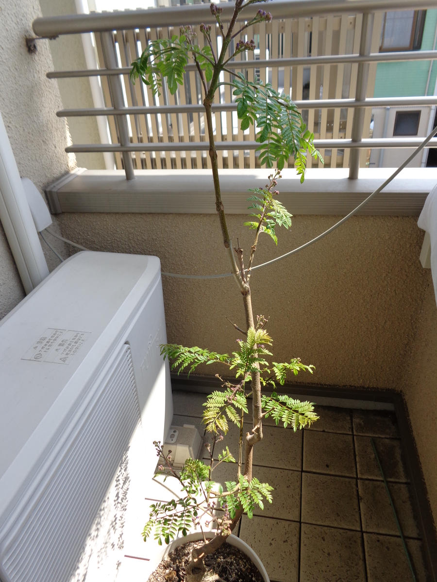 我が家のジャカランダ（鉢植え）です。...「ジャカランダ」のアルバム 