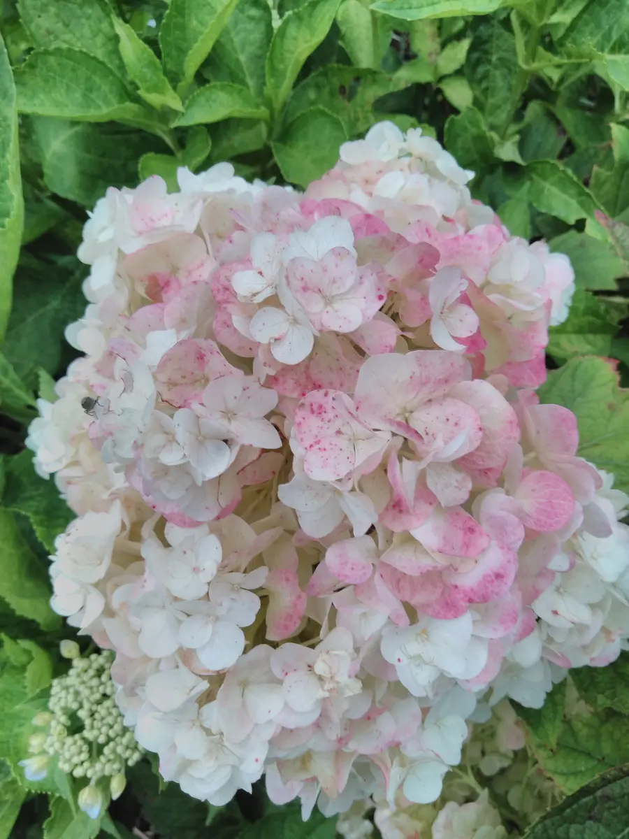 紫陽花苗　天使のほっぺ 紫陽花天使のほっぺ 開花株苗｜Yahoo!フリマ（旧PayPayフリマ）