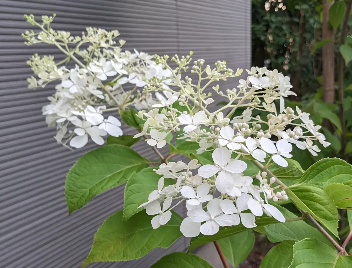 ピラミッドアジサイファントム「紫陽花」のアルバム-みんなの趣味の