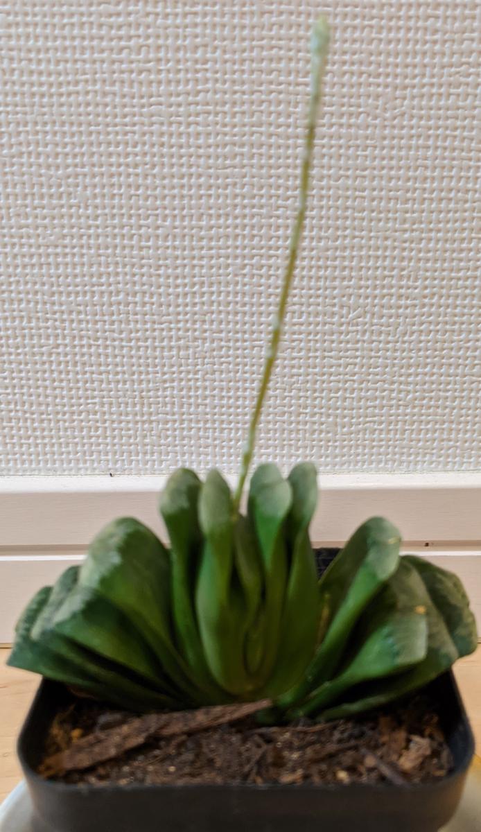 ハオルチア・玉扇花でしょう…「その他の花木」のアルバム-みんなの趣味 