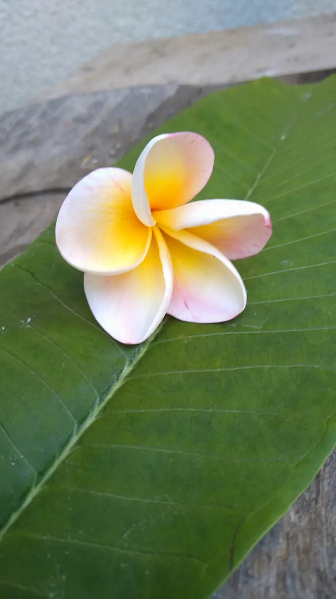プルメリアと葉！品種は、多分ですがカ「❣️プルメリアHawaiiの