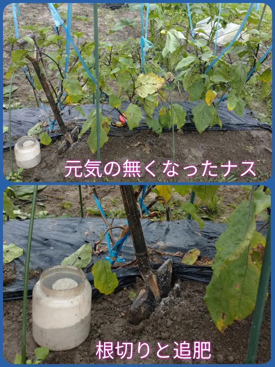 なす の 切り 戻し