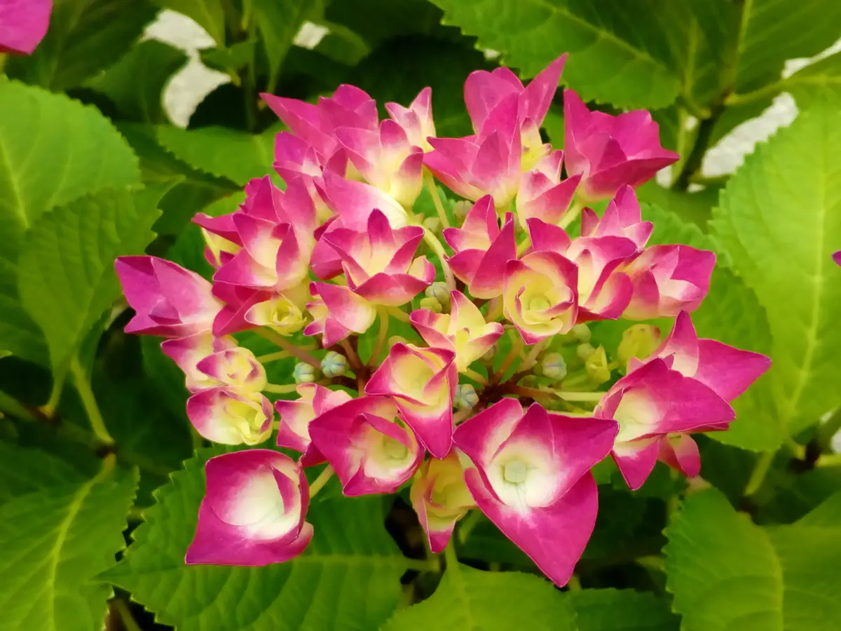 2年目に突入した『紫陽花❛パリジェンヌ「我が家の『紫陽花