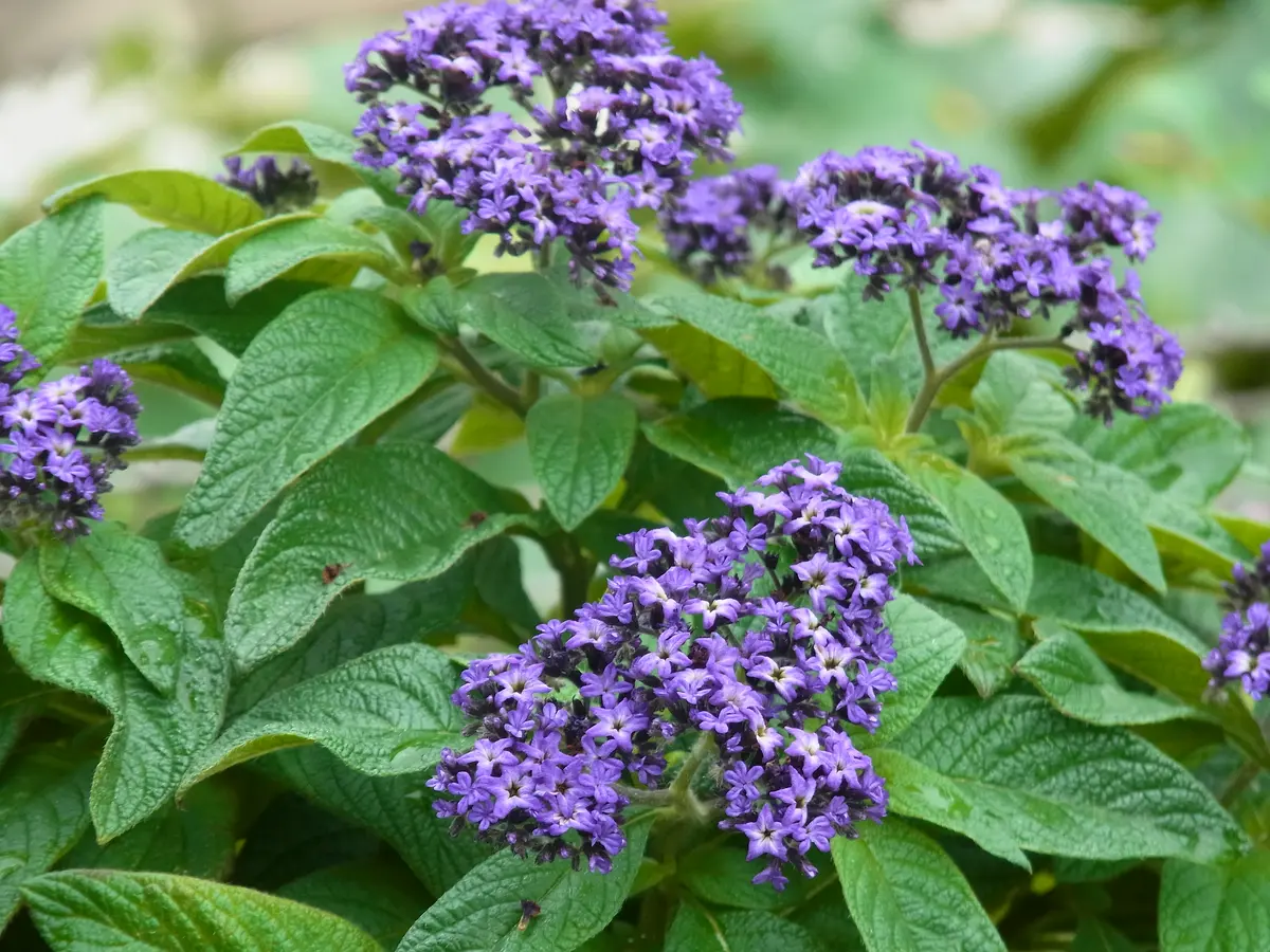 「ヘリオトロープ（ブライトブルー）」 アクリル画 SM キャンバス 原画 額なし ヘリオトロープ（ブライトブルー）」 アクリル画 SM キャンバス