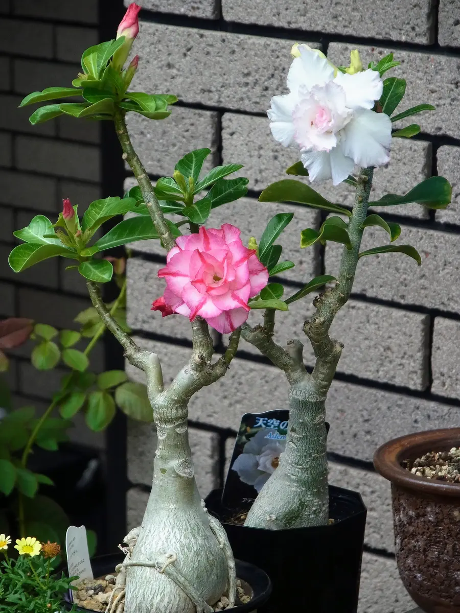 アデニウム・オベスム八重の'天空のバ「夏の花」のアルバム