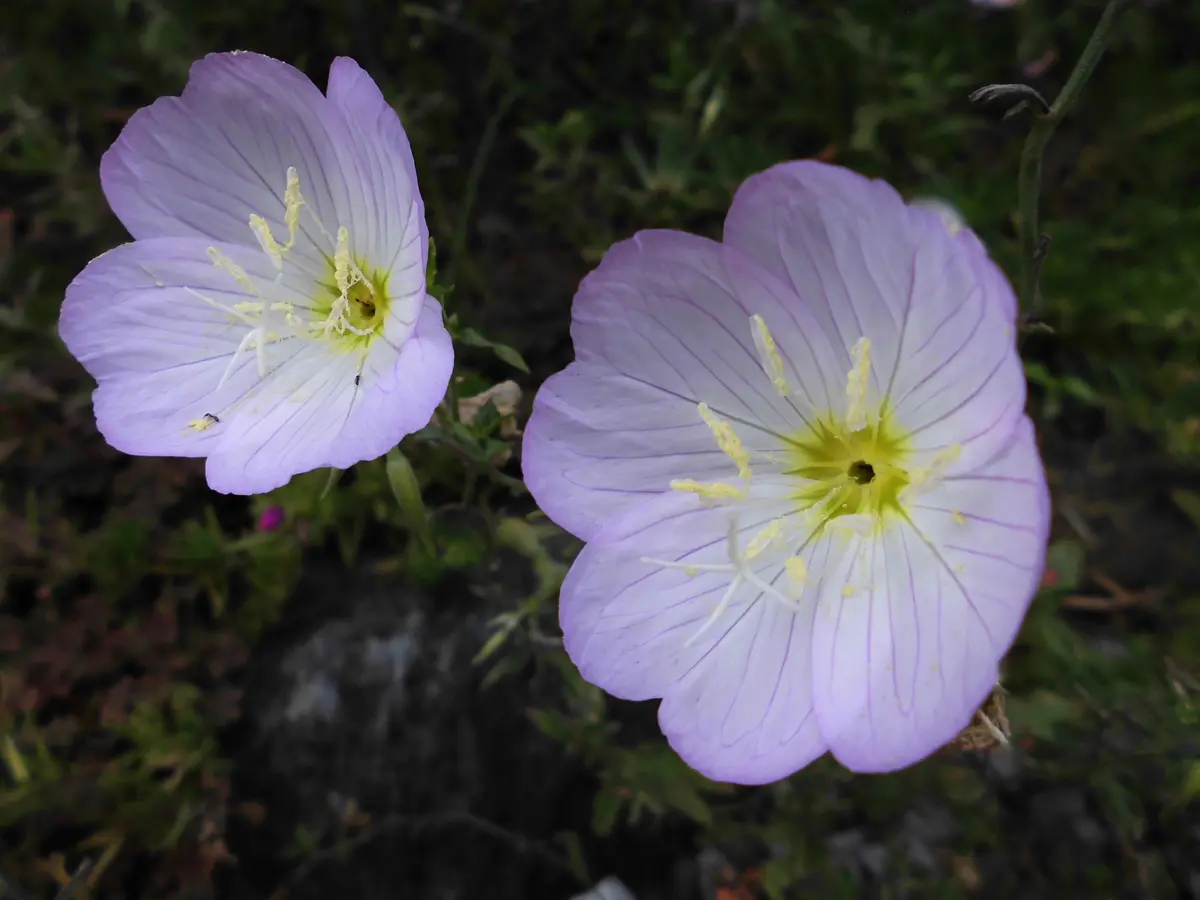 No.3 アメリカツタ さつき 四国ウツボ草 古瓦に植え付け No.3 アメリカ